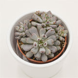 Graptopetalum Blue Beans - 5.5cm