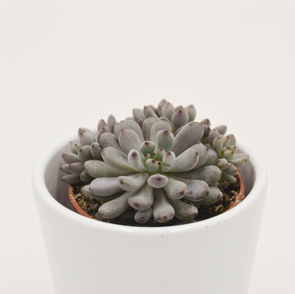 Graptopetalum Blue Beans - 5.5cm