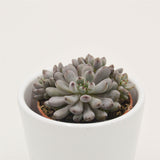 Graptopetalum Blue Beans - 5.5cm