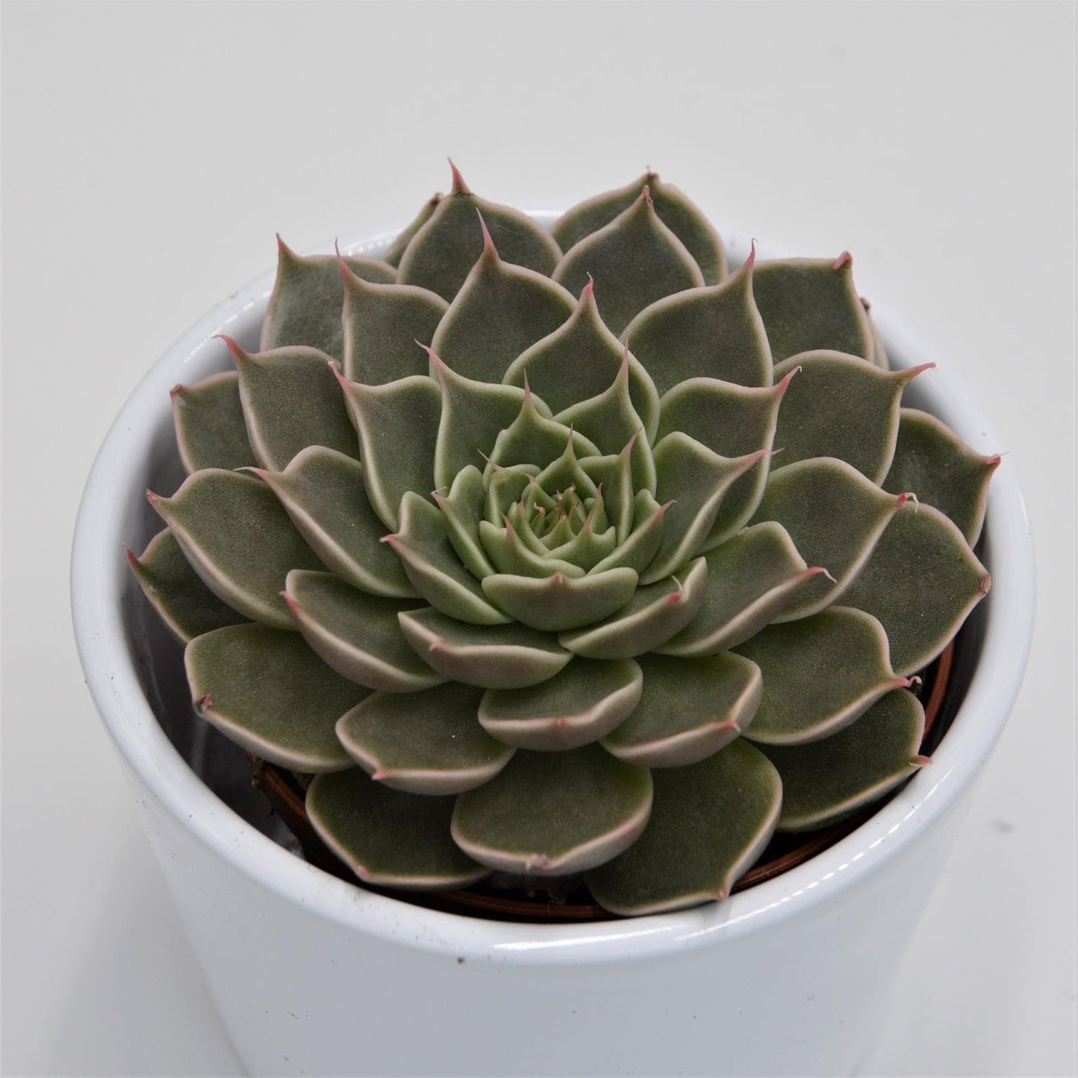Graptopetalum Canopus - 8.5cm