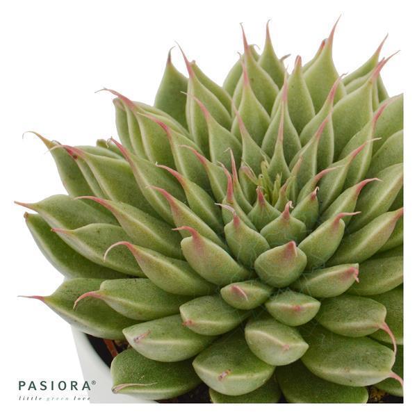 Succulent Selection, 5 pieces