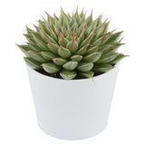 Graptopetalum filiferum - 6cm