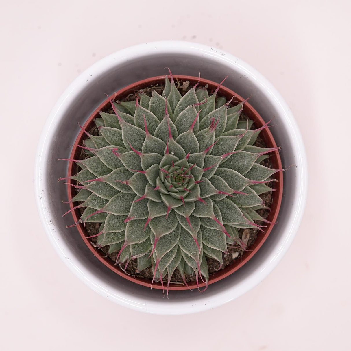Graptopetalum filiferum - 8.5cm