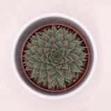 Graptopetalum filiferum - 8.5cm