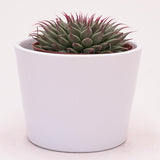 Graptopetalum filiferum - 8,5cm