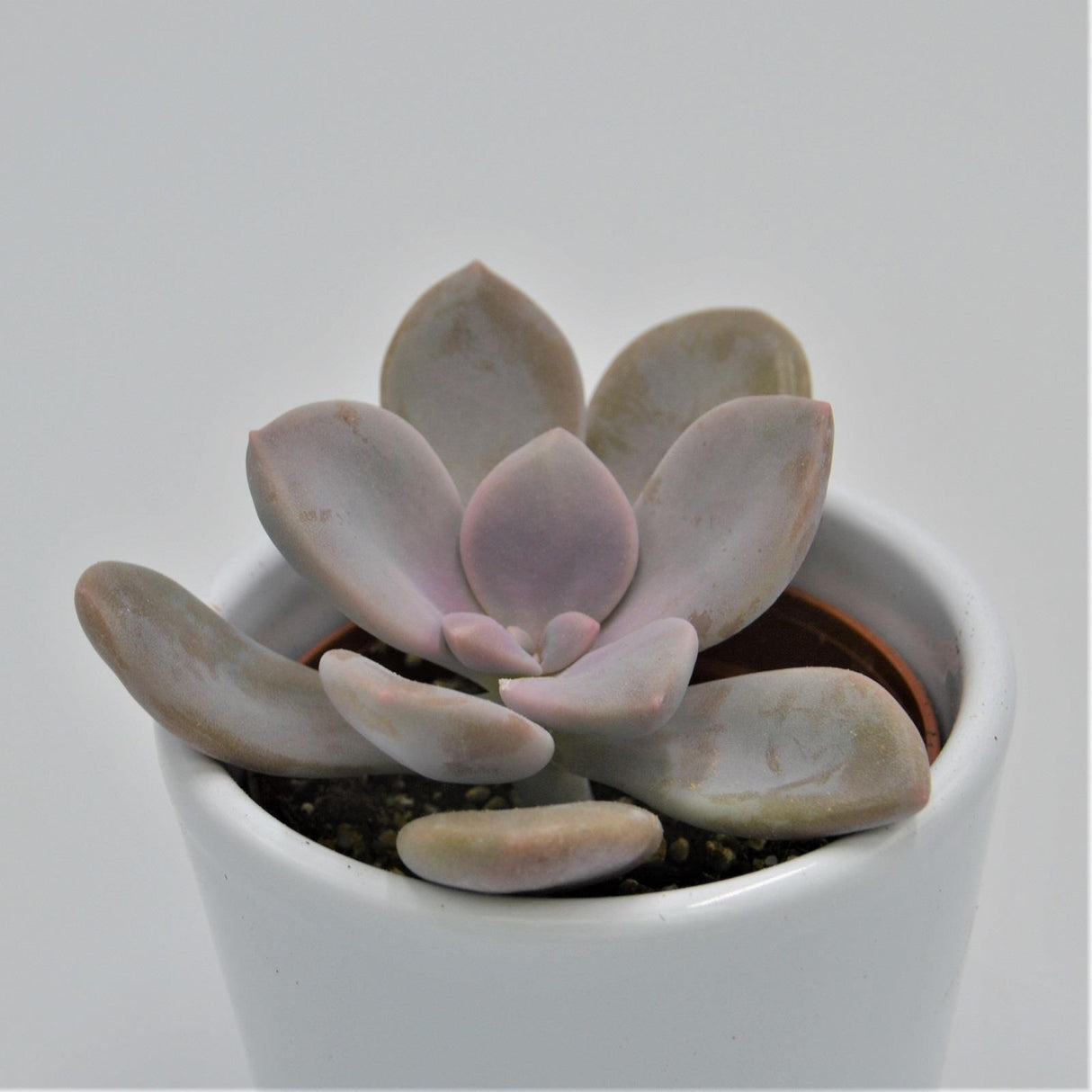 Graptopetalum Murasaki - 6cm