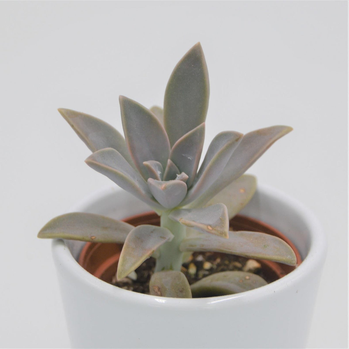 Graptopetalum paraguayense - 6cm