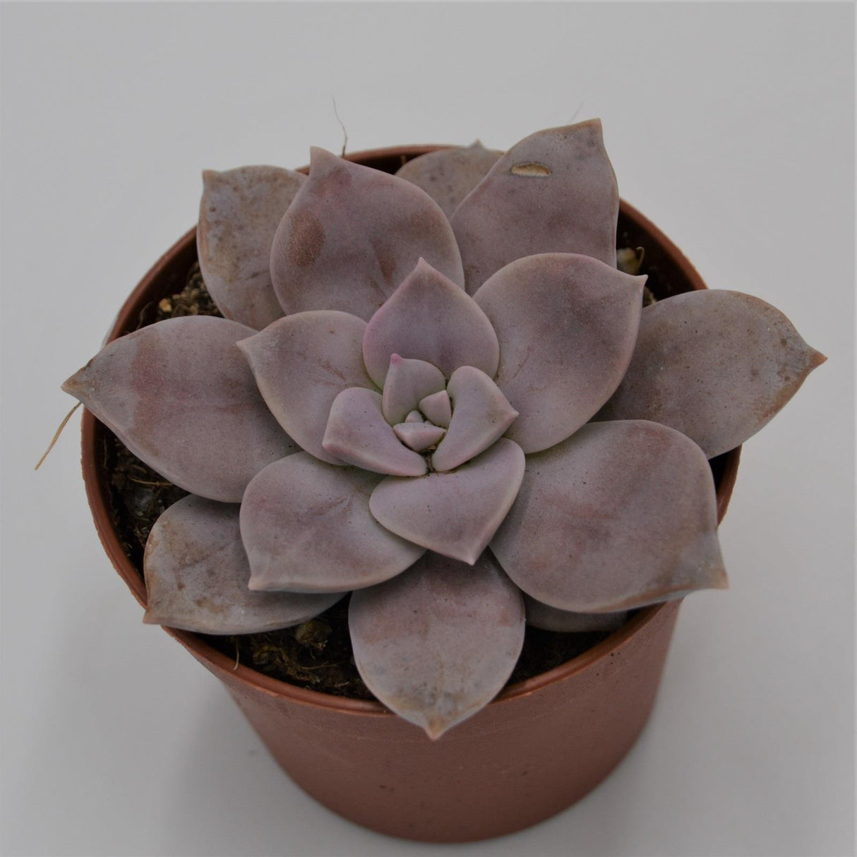 Graptopetalum pentandrum ssp. superbum - 6.5cm
