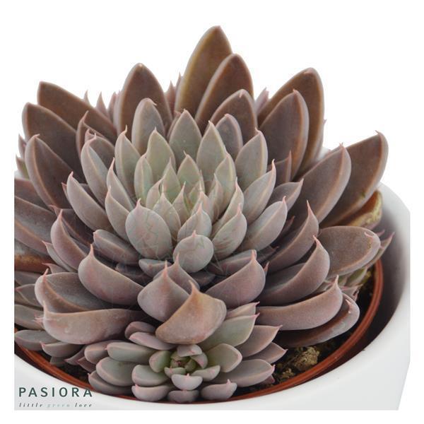 Bunter Sukkulenten Mix