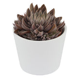 Graptopetalum rusbyi - 6cm