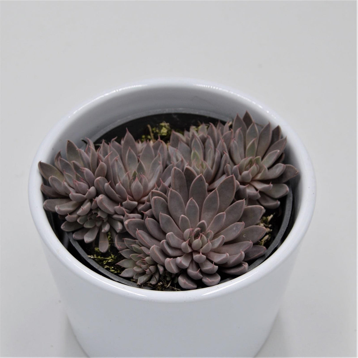 Graptopetalum rusbyi - 8.5cm
