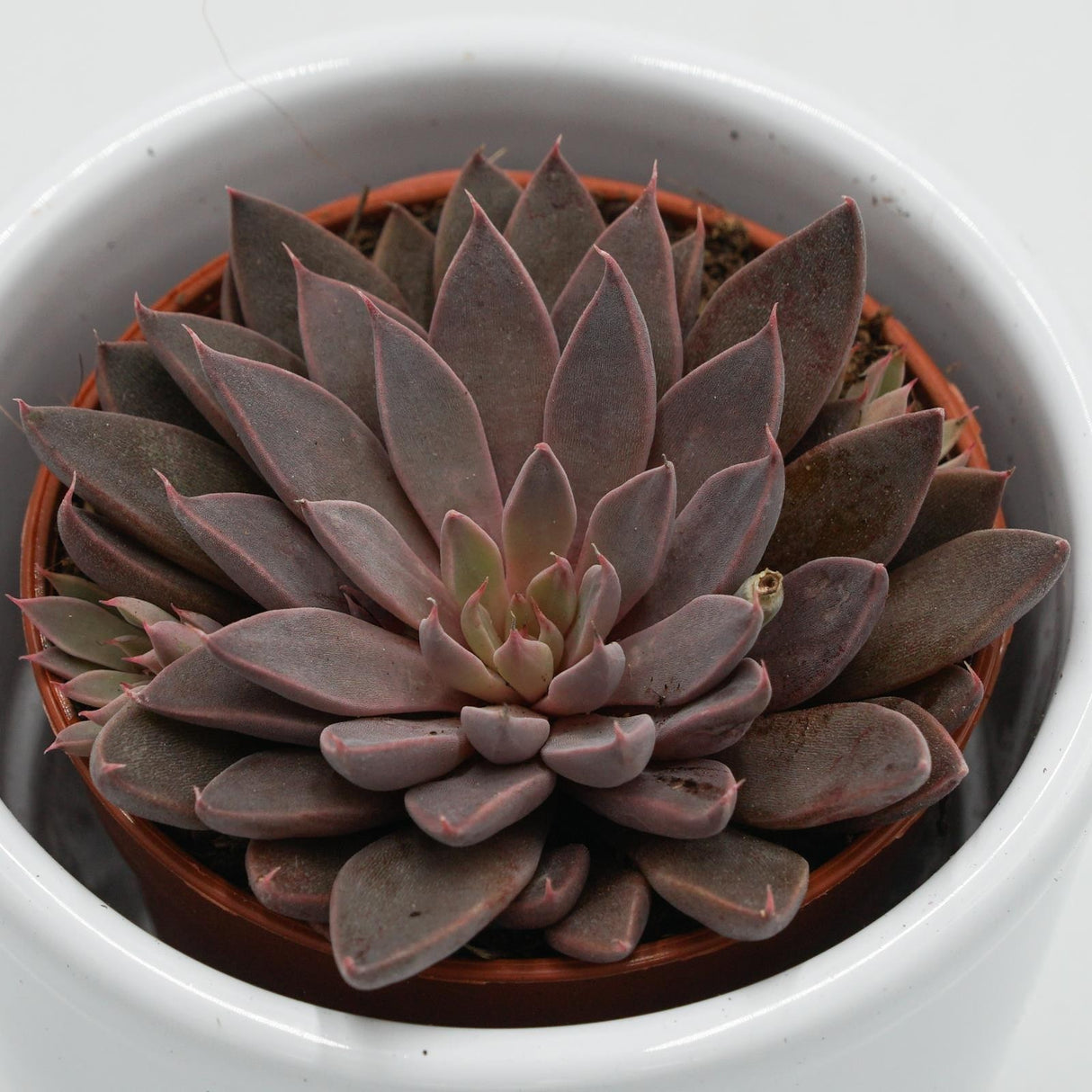 Graptopetalum rusbyi - 6cm