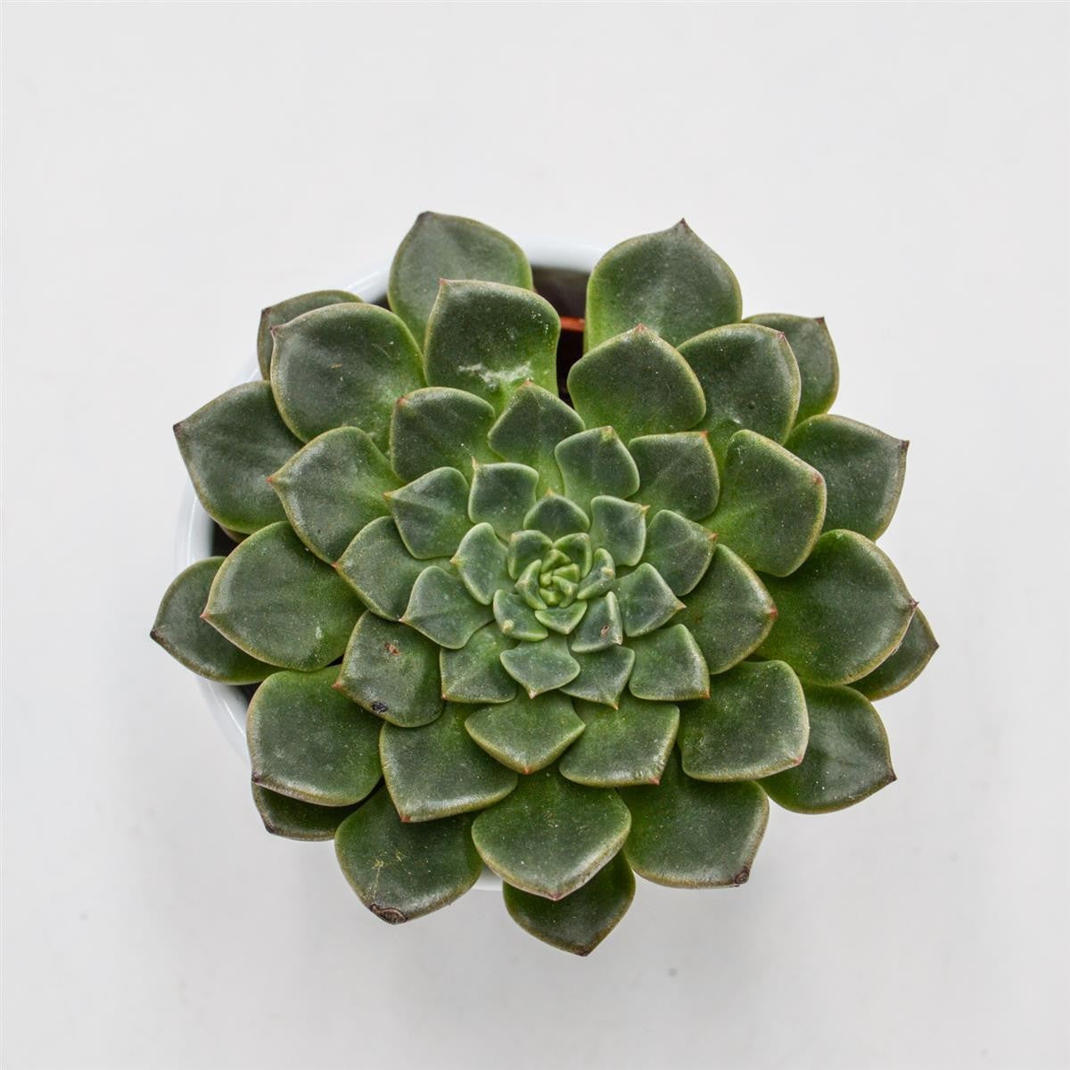 Graptopetalum Vega - 5.5cm