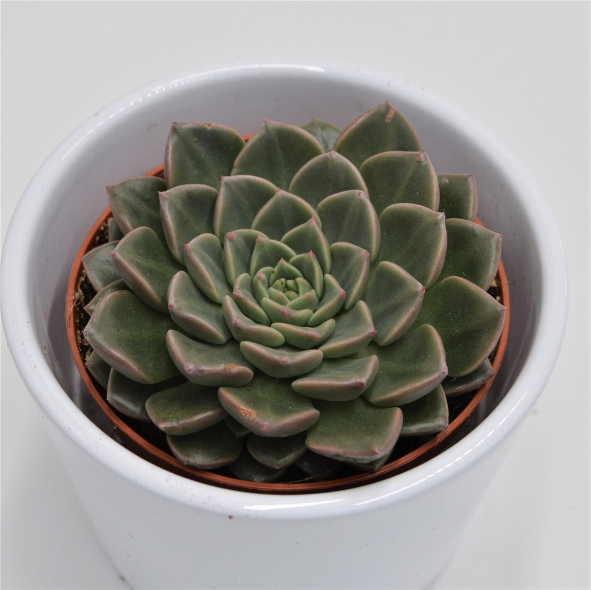 Graptopetalum Vega - 8.5cm