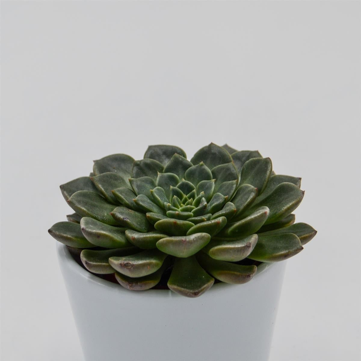 Graptopetalum Vega - 5.5cm