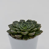Graptopetalum Vega - 5.5cm