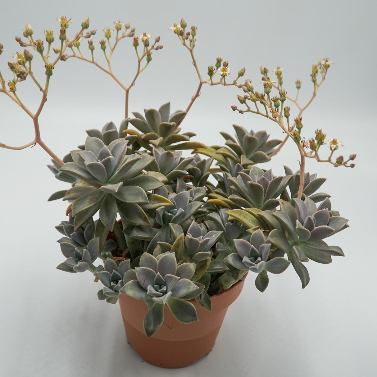 Graptopetalum paraguayense - 14cm