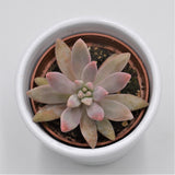 Graptosedum Darley Sunshine - 6cm