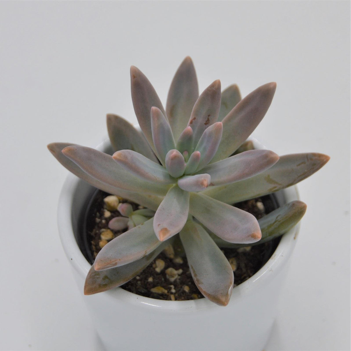 Graptosedum Francesco Baldi - 6cm