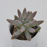 Graptosedum Francesco Baldi - 6cm