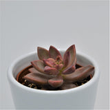 Graptosedum Vera Higgins - 6cm