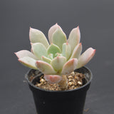 Graptoveria