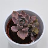 Graptoveria Mrs. Richards f. variegata
