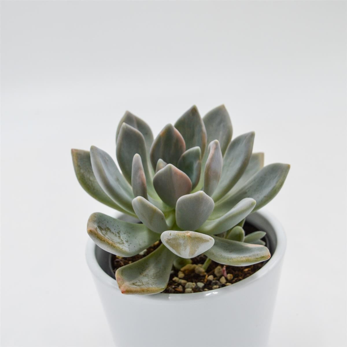 x Graptoveria pachyphytoides  f. variegata - 9cm
