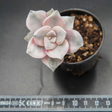 Graptoveria Purple Deight f. variegata