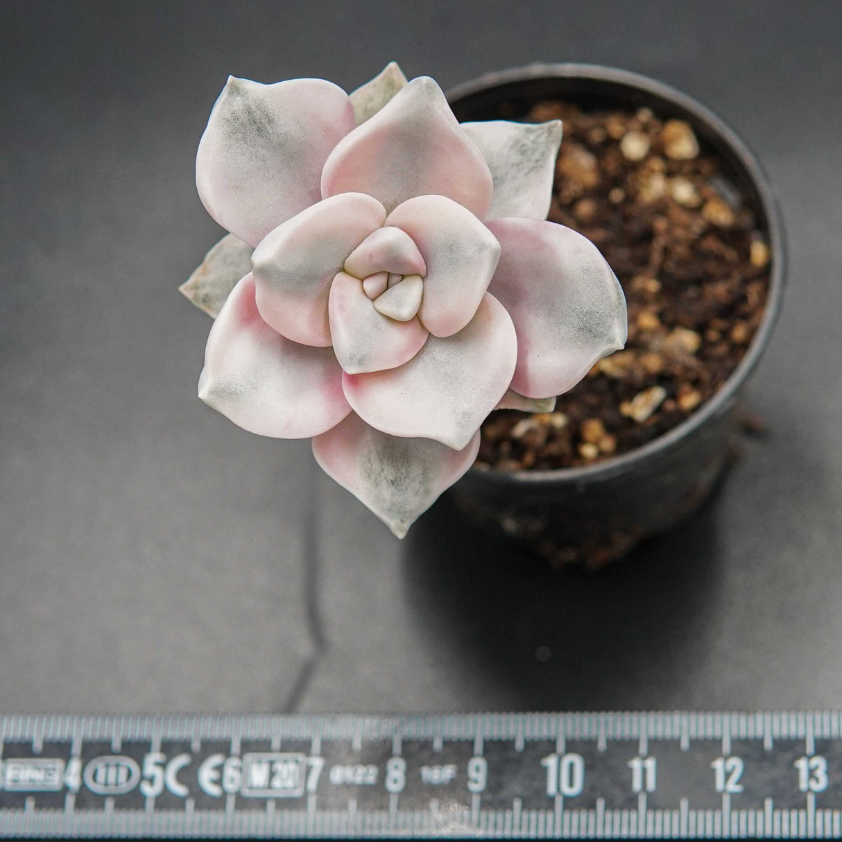 Graptoveria Purple Deight f. variegata