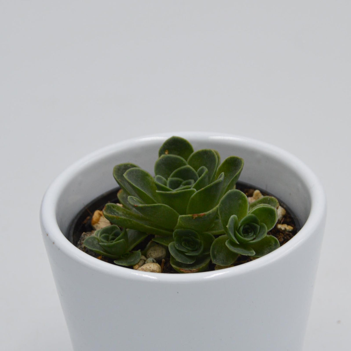 Greenovia - 6cm