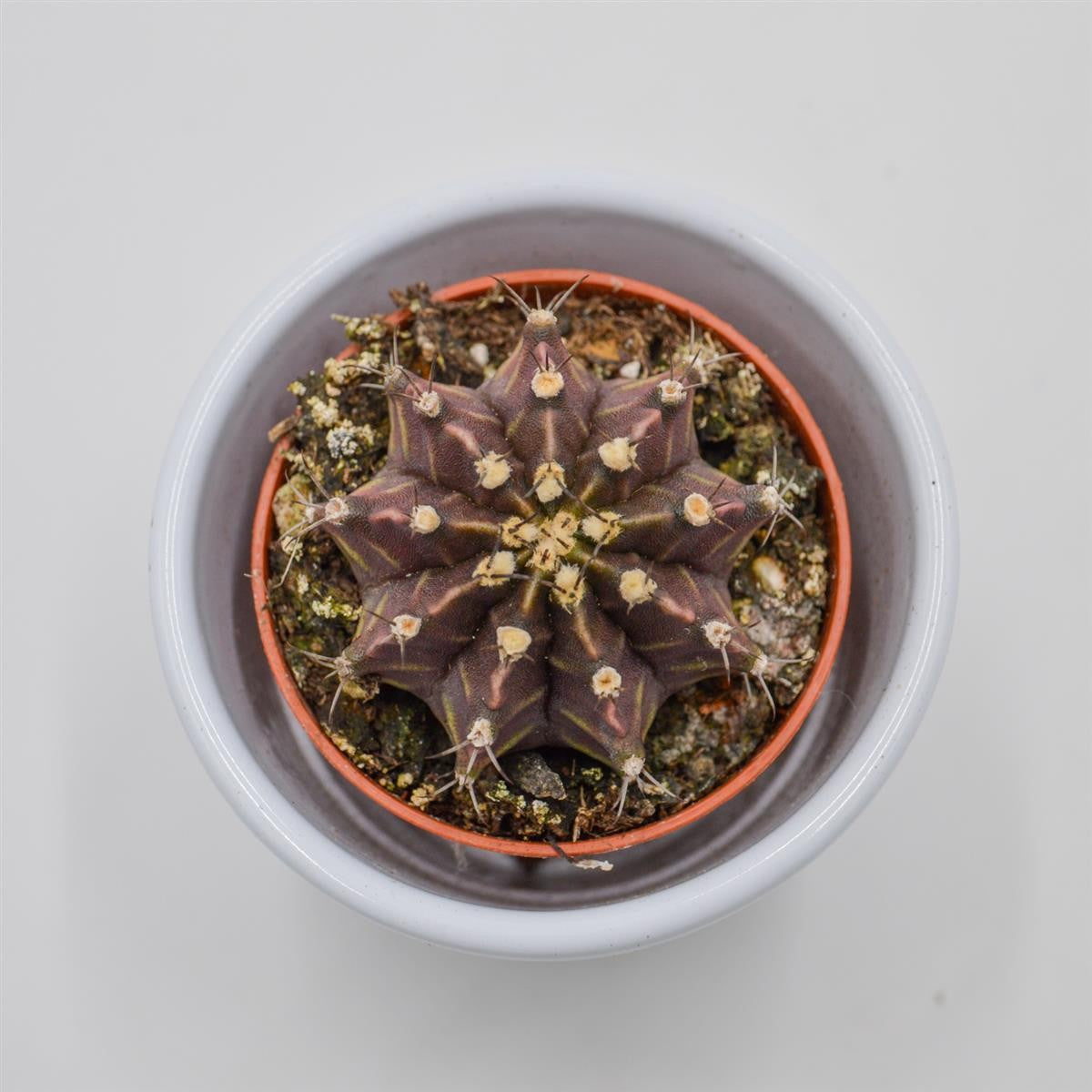 Gymnocalycium friedrichii - 5.5cm