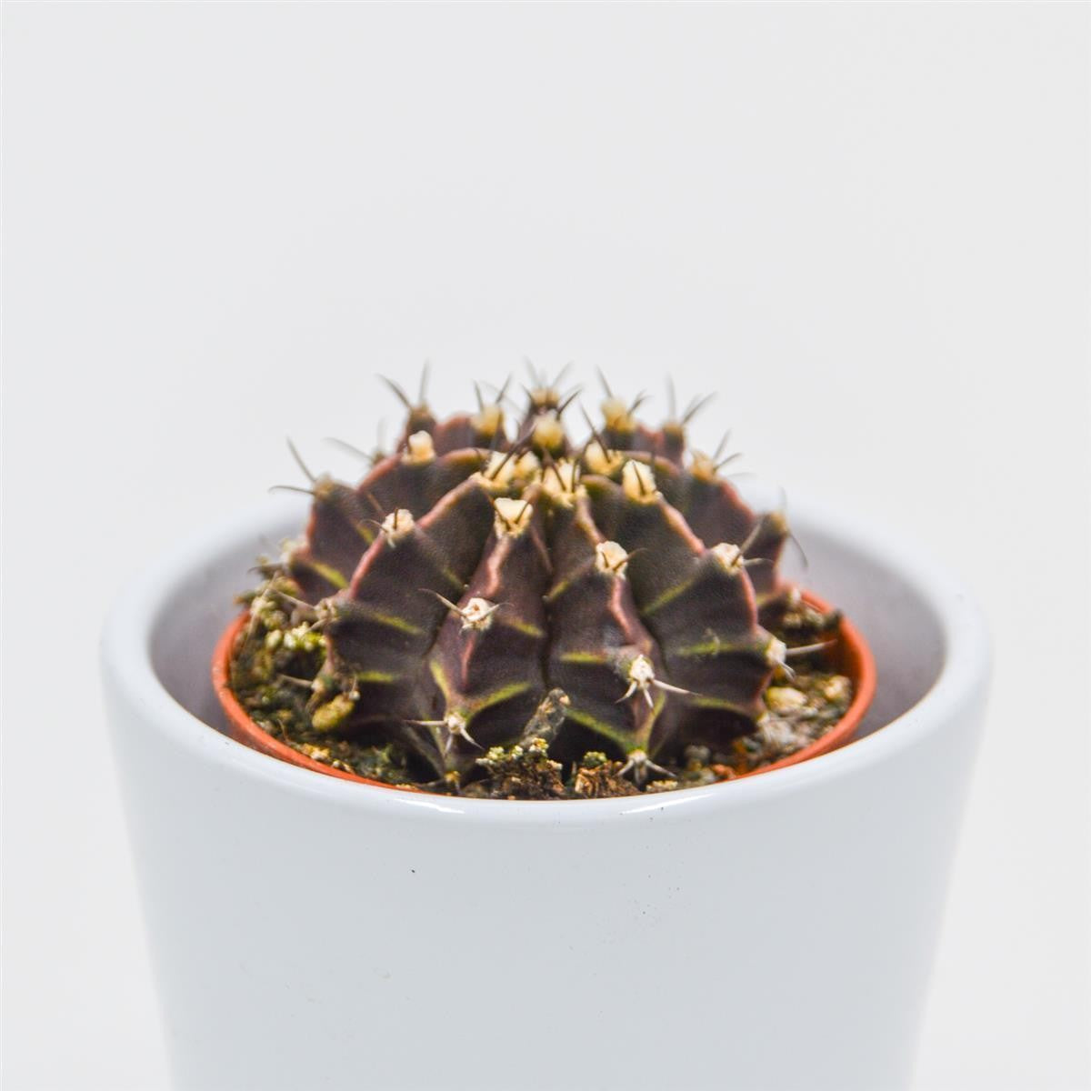 Gymnocalycium friedrichii - 5.5cm