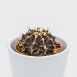 Gymnocalycium friedrichii - 5.5cm