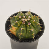 Gymnocalycium mihanovichii f. variegata - 8cm