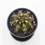 Gymnocalycium mihanovichii T-Rex - 8cm