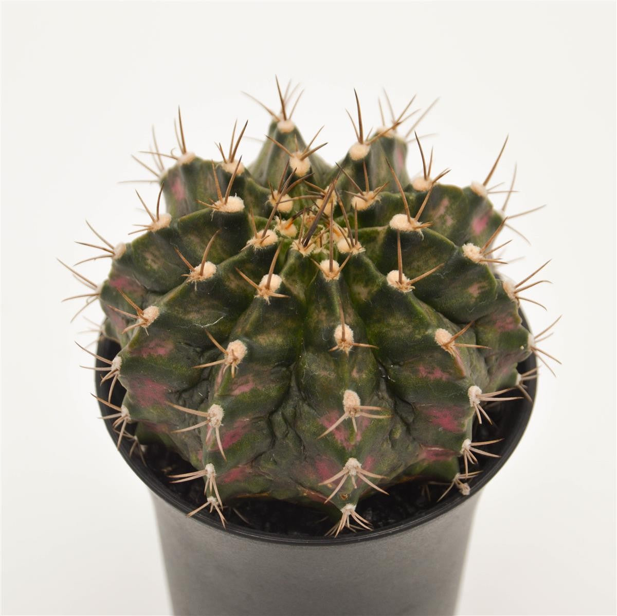 Gymnocalycium mihanovichii T-Rex Pink - 8cm