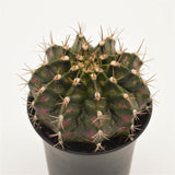 Gymnocalycium mihanovichii T-Rex Pink - 8cm
