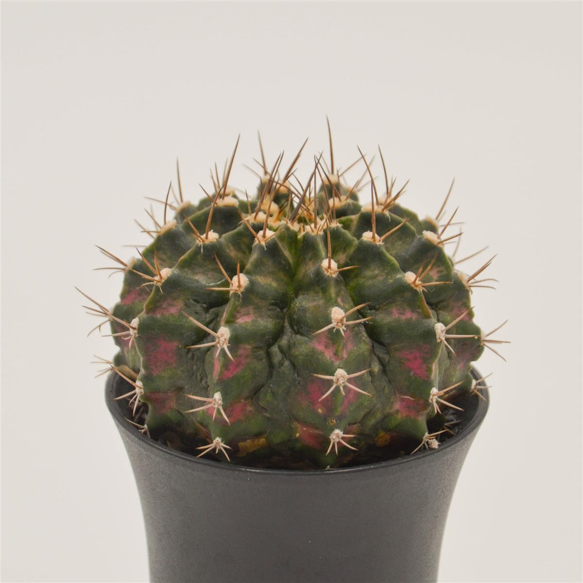 Gymnocalycium mihanovichii T-Rex Pink - 8cm