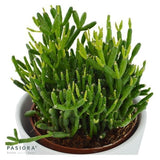 Rhipsalis, 3 pieces