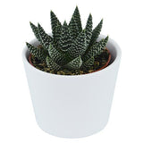 Hi Haworthia, 5 pieces