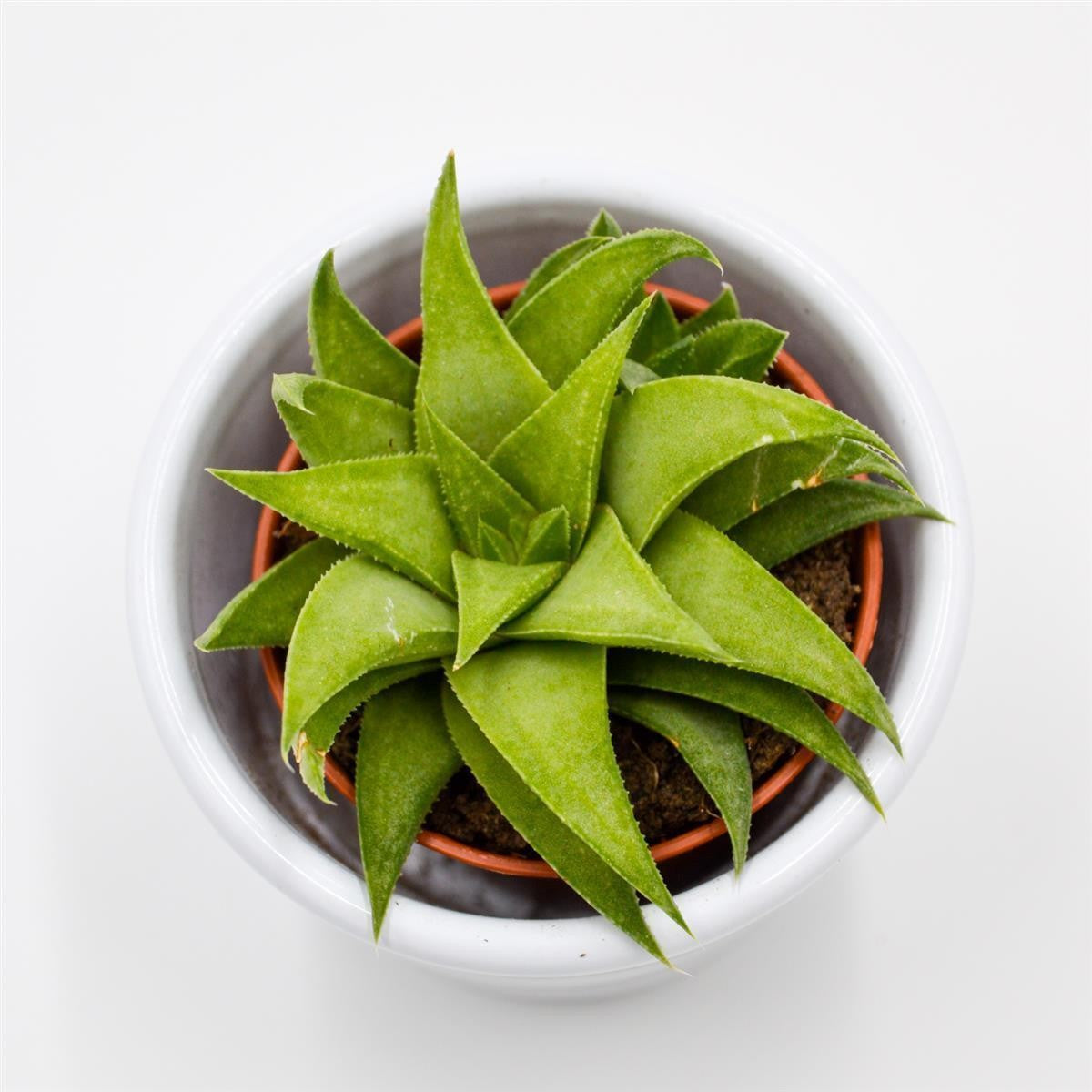 Haworthia angustifolia var. baylissii - 5.5cm