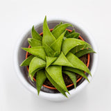 Haworthia angustifolia var. baylissii - 5.5cm