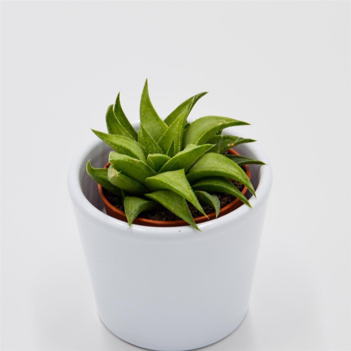 Haworthia angustifolia var. baylissii - 5.5cm