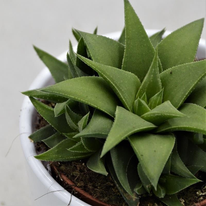 Haworthia angustifolia var. baylissii - 8.5cm