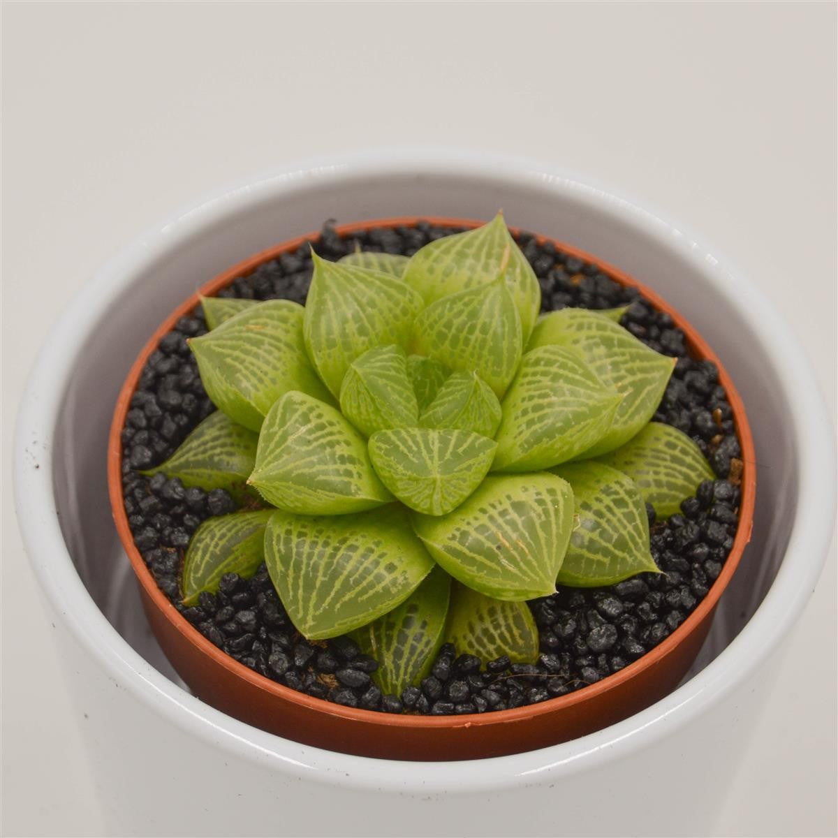 Haworthia comptoniana Hybrid - 8.5cm