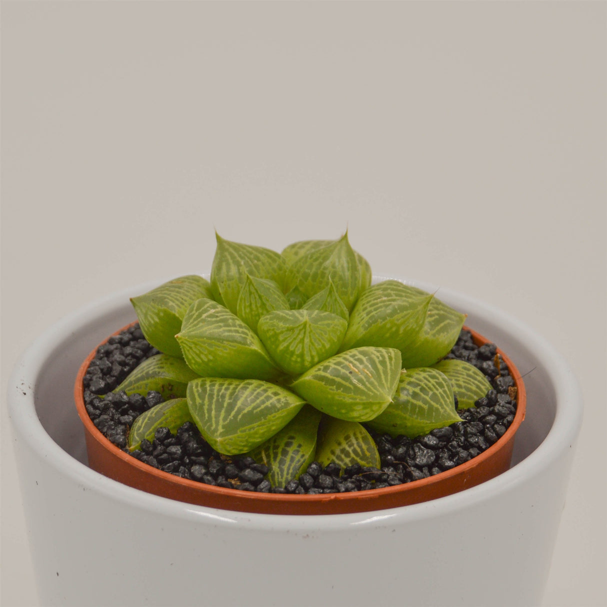 Haworthia comptoniana Hybrid - 8.5cm