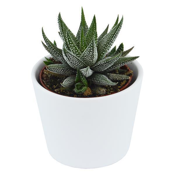 Hi Haworthia, 5 pieces