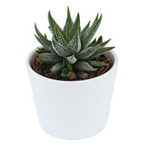 Hi Haworthia, 5 pieces