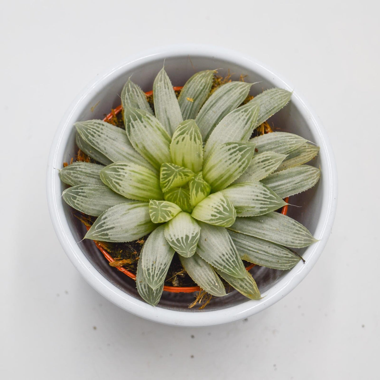 Haworthia cooperi f. variegata - 10.5cm